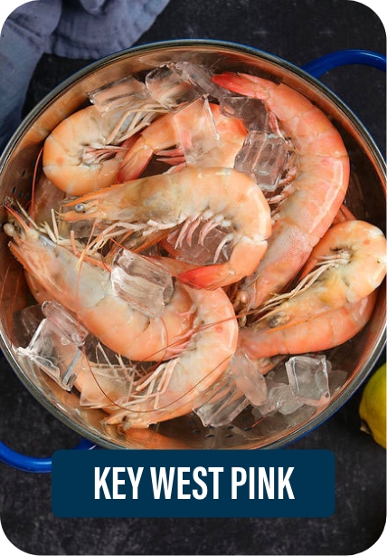 Key West Pink Shrimp